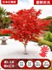 Venta al por mayor Plántulas de Arce Rojo Japonés Cuatro Estaciones Wumei Rojo Plantación en Suelo de Patio Árboles Grandes Resistentes al Frío Plantas de Forestación para Exteriores Viento