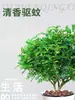 Madera Fragante Auténtica en Maceta Repelente de Mosquitos Florales de Interior y Plantas Verdes Absorben Formaldehído y Purifican el Aire Planta Refrescante Madera de Pimienta