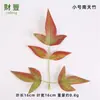 Atacado do Fabricante Plantas Artificiais Folhas Verdes Feitas à Mão Acessórios de Decoração de Interior Pano de Serigrafia Colorido Bambu de Nanjing