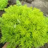 Plántulas de Sedum spurium césped para techos verdes Sedum spurium de hoja dorada sempervivum Crassulaceae plantas perennes amarillas para el camino