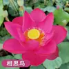 Venta al por mayor de plantas ornamentales en maceta, semillas de loto y nenúfar cultivadas en agua, semillas de flor de loto de cuenco y nenúfar para estanques hidropónicos