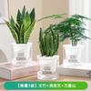 Diretamente do Fabricante, Árvore da Fortuna, Jiboia, Flores de Vaso para Interior e Plantas Verdes, Pequenas Plantas Hidropônicas no Escritório, Suculentas Fáceis de Cultivar