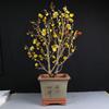 Ciruelo en Maceta Interior Perfumado Ciruelo de Invierno Bonsái Ciruelo Rojo Pila Vieja Balcón Patio Plantas Resistentes al Frío Fáciles de Cultivar