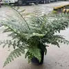 Samambaia Jim Fern Sala de Estar Interna Samambaia Gema Sempre Verde em Vaso Paisagismo de Mesa Varanda Florais e Plantas Verdes