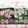 Bulbos de Lírio de Outono de Floração Dupla, Mudas de Flores de Floração Simples, Lírios Perfumados Comprados Diretamente da Holanda, Canhão de Ferro, Plantas de Vaso para Iniciantes do Pátio Karie