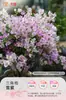 Plántulas de Buganvilia en Maceta con Flores, Plántulas Extra Grandes, Sakura Zhanghong, Interior Balcón, Floración Multitemporada, Enredadera de Alto Nivel
