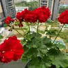 Plántulas de Geranio en Maceta para Dropshipping, Plántulas de Flor de Geranio de Doble Pétalo, Plantas Verdes Ojos de Ángel para Patio y Balcón