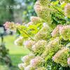 Hortensia Cónica Europea de Madera Hidrangea Semilleros Patio Maceta Vainilla Fresa Vitalidad Lima Balcón Plantas de Flor