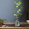 Planta Hidropónica Flor Jiulixiang Planta Verde Interior Qilixiang Maceta Jazmín Escritorio de Oficina Planta Perezosa Cultivada en Agua