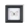 Marco de Fotos de Espécimen de Mariposa Pintura Decorativa de Madera Adorno Retro Europeo Soporte de Exhibición Muebles DIY Regalo de Cumpleaños Regalo