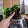 Maceta florero accesorios maceta hidropónica fija cesta de plantación fija fijador de raíces algodón de profundización cuerda absorbente de agua bonsái red de plástico venta directa de fábrica