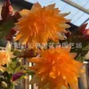 Planta en maceta de orquídea garra de cangrejo multicolor con capullos, tallo maduro exquisito de doble pétalo, una planta verde en floración que florece todo el año y es fácil de cuidar en interiores