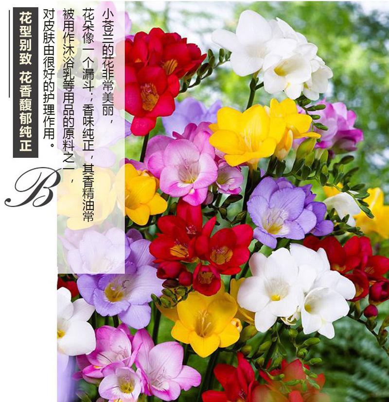 香雪兰详情4