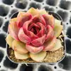 Base de planta suculenta autoproducida y autovendida al por mayor suculentas pequeñas combinación de flores plantas en maceta plantas carnosas Lithops Haworthia