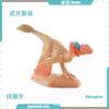 Venda Direta da Fábrica Modelo Mini Dinossauro Jurássico Simulador Pterossauro Dinossauro Velociraptor Dragão da Foice Espinossauro Ornamentos