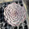Base de planta suculenta autoproducida y autovendida al por mayor suculentas pequeñas combinación de flores plantas en maceta plantas carnosas Lithops Haworthia