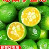 Kumquats Pequeños Auténticos de Hainan, Kumquats Verdes Frescos, Limones en Temporada, Limas Pequeñas Verdes de Piel Fina, Kumquats Específicos para Té con Leche