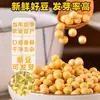 Nuevos frijoles de soya cultivados en granjas del noreste germinan en brotes de soya, adecuados para hacer sopa, desayuno nutritivo y leche de soya.
