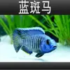Peces Tropicales de Agua Dulce Vivos para Principiantes, Incluyendo Cíclidos, Peces Vivos con Envío Gratis