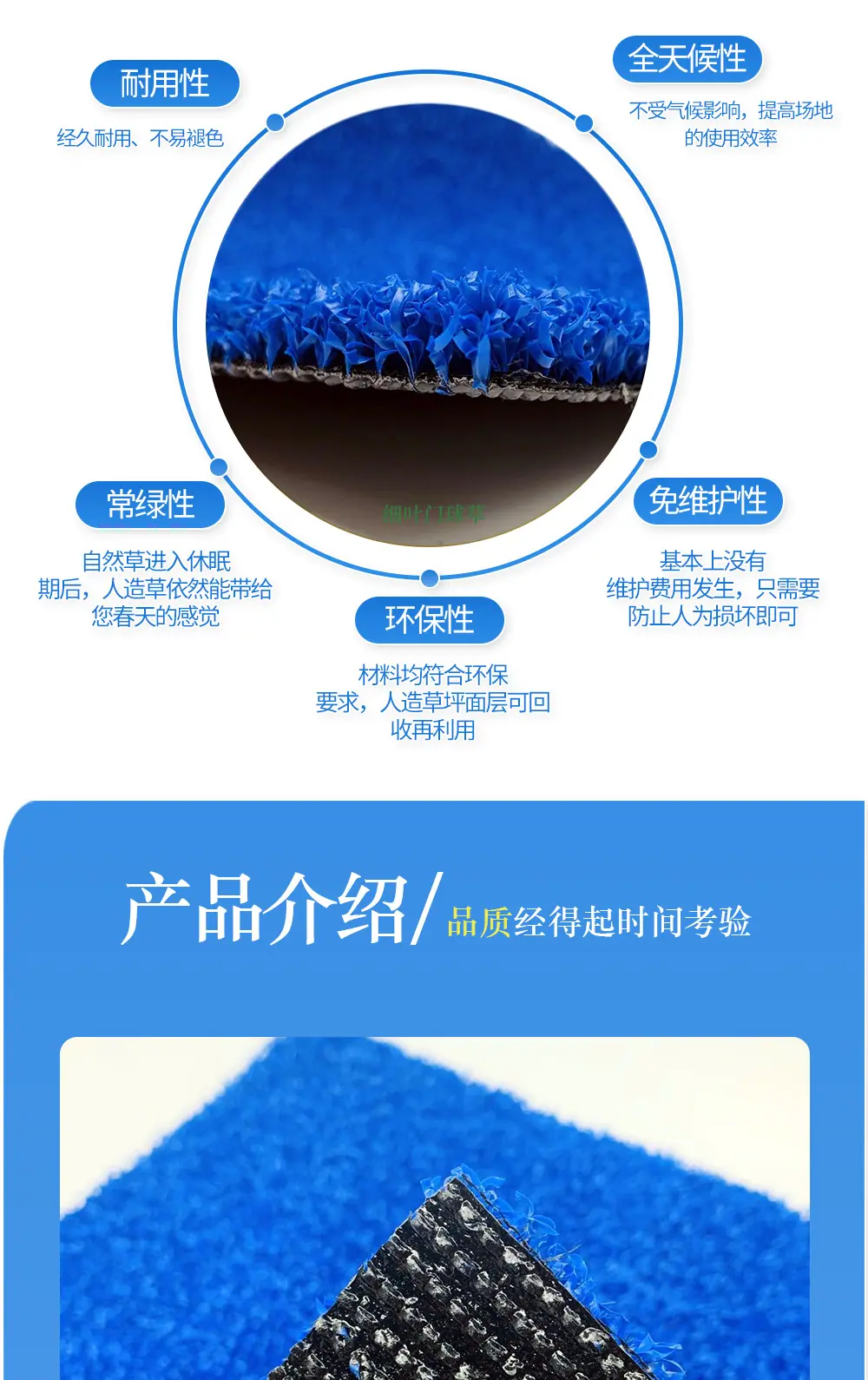蓝色网球草_02.jpg