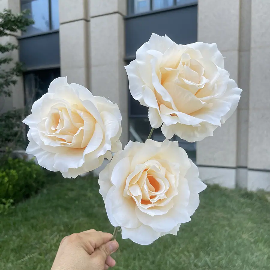 3头巨型美琪玫瑰-香槟.JPG