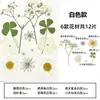 Marcador de Flores Secas Espécimen de Planta Película Selladora Botella Flores Prensadas Recolectadas en Otoño Material Hecho a Mano DIY Flor Transparente
