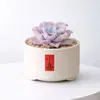 Conjunto fofo de plantas de interior para mesa para jardim de infância, fácil de cultivar e cuidar, pequenas plantas em vasos
