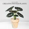 Lírio-do-calla Planta Verde Pequena para Mesa de Escritório Planta em Vaso para Interior Jardim de Infância Celebridade da Internet Calathea Estação de Trabalho Planta Fácil de Cuidar