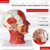 Modelo vascular-nervoso de seção transversa mediana da cabeça médica modelo facial modelo de anatomia da cabeça