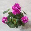 Venta transfronteriza de flores de begonia con simulación de viento de Amazon Temu, flores falsas para bodas, hogar, sala de estar, geranio, flores de seda.