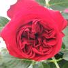 Plántulas de Rosas, Enredaderas Trepadoras, Plantas con Flores, Plantas Verdes en Maceta de Flores Extra Grandes, Jugo de Rosas de Cuatro Estaciones, Rosas Enredaderas de Balcón