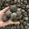 Envío Gratis 30 Piñas Flores Secas Decorativas Hecho a Mano Paquete de Materiales Creativos DIY Decoración del Hogar Ramas Secas Piñas Escama de Pez