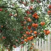 Cáscara de Mandarina Seca, Cáscara de Mandarina Roja de Sichuan, Cáscara de Mandarina Seca Dahongpao, Cáscara de Mandarina Seca de Sichuan Venta al por Mayor y Entrega