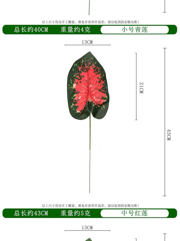 红莲单支_05.jpg