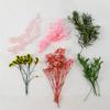 Flor Eterna Flor Seca Gipsofila Kit de Material DIY Aromaterapia Resina Rosa Flor Seca Não Me Esquecas Porta-Retrato Leque Redondo Design Criativo