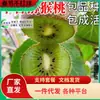 Envio Direto de Mudas de Kiwi Verde para Plantio em Jardins do Norte e do Sul, Mudas de Frutas Selvagens Enxertadas Coração Vermelho em Vasos