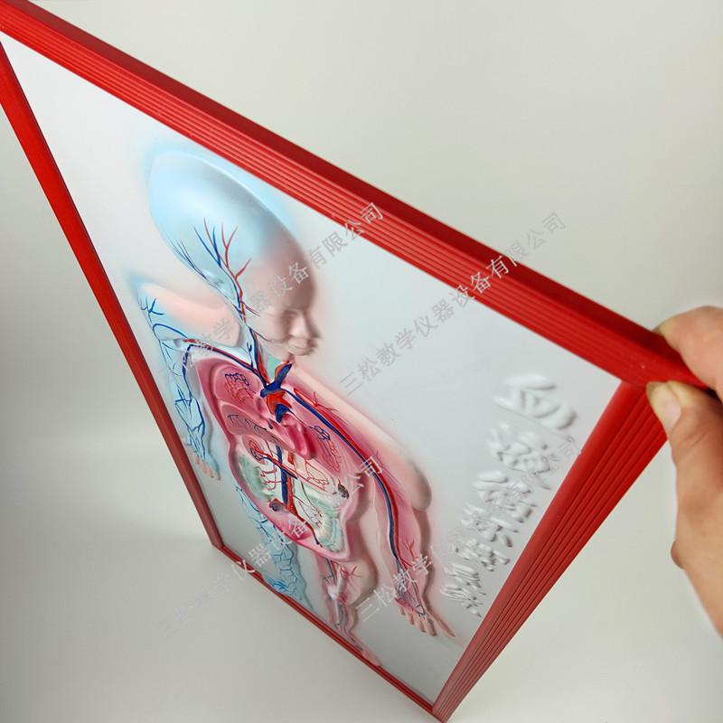 人体血液系统浮雕模型2_副本