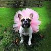 Saia Tutu de Malha para Animais de Estimação de Feriado Europeu e Americano Vestido de Cosplay Fantasia Roupas para Animais de Estimação Saia Saia para Animais de Estimação