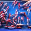 Alevines Vivos de Pez Dorado Ornamental Rojo y Blanco de Raza Pura para Agua Fría, Pez Ornamental Koi Rojo Resistente al Agua Dulce Tricolor