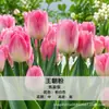 Tulipas variedades holandesas bulbos sementes hidropônicas flores plantas em vaso terra para tulipas cultivo interno em estoque atacado