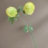 Simulação Flor 2 Cebolas Cebola Dente de Leão Casamento Sala de Estar Decoração de Casa Nova Simulação Chinesa Planta Fruta