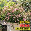 Balcón de Jugo Planta en Maceta Rosa con Capullos Florece Todo el Año Flor de Rosa Rosales Fáciles de Cultivar con Aroma Frutal