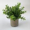 Ramo de plantas verdes amazónicas en maceta para el hogar, habitación, porche suave, adornos transfronterizos, pequeñas macetas, fábrica al por mayor