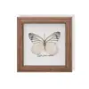 Especimen de Mariposa Real, Especimen de Insecto, Especimen Real en Marco de Vidrio, Decoración para el Hogar de Libélula, Decoración de Regalo de Cumpleaños