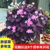 Oxalis de Hoja Morada Perenne Trébol de la Suerte Bulbos Semillas Raíces Maceta Flores de Patio Primavera Otoño Semillas de Flores de Interior