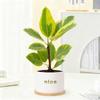 Planta Verde Banyan Dorado en Maceta Sala de Estar Escritorio Balcón Planta Fácil de Mantener Árbol de Caucho Oficina Atrae Riqueza y Es Fácil de Mantener en Todas las Estaciones