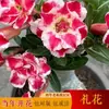 Plántulas de Rosa del Desierto de Doble Pétalo en Maceta Florales de Cuatro Estaciones y Plantas Verdes Pilas Viejas Interior Balcón Bonsái Pequeño Floreciendo Continuamente
