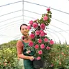 Hacker Queen Jugo Rosa Maceta Balcón Patio Villa Flor Planta Cuatro Estaciones Dropshipping