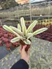 Paquete Combinado de Bromelias Set Grande Mediano Pequeño Madera Flotante de Selva Paisajismo Acuático Micro Paisaje Planta de Aire Otro