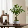 Árbol de la Fortuna Pequeño en Maceta Florales Autóctono Forma Interesante Árbol de la Fortuna Sala de Estar Escritorio Plantas Verdes Interior Fortuna Oficina